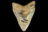 Fossil Megalodon Tooth - North Carolina #109815-1